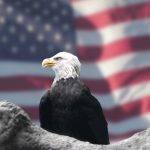 Eagle on American Flag background