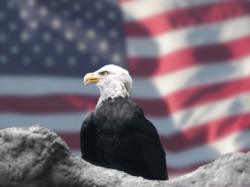 Eagle on American Flag background